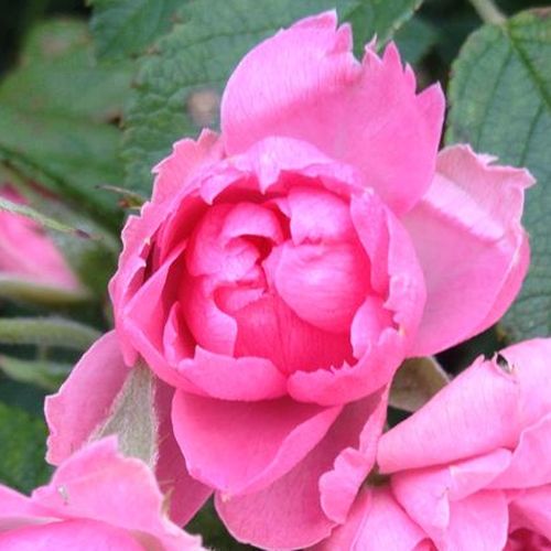 Rosa  Pink Grootendorst - różowy  - Róże pienne - z kwiatami róży angielskiej - korona krzaczasta